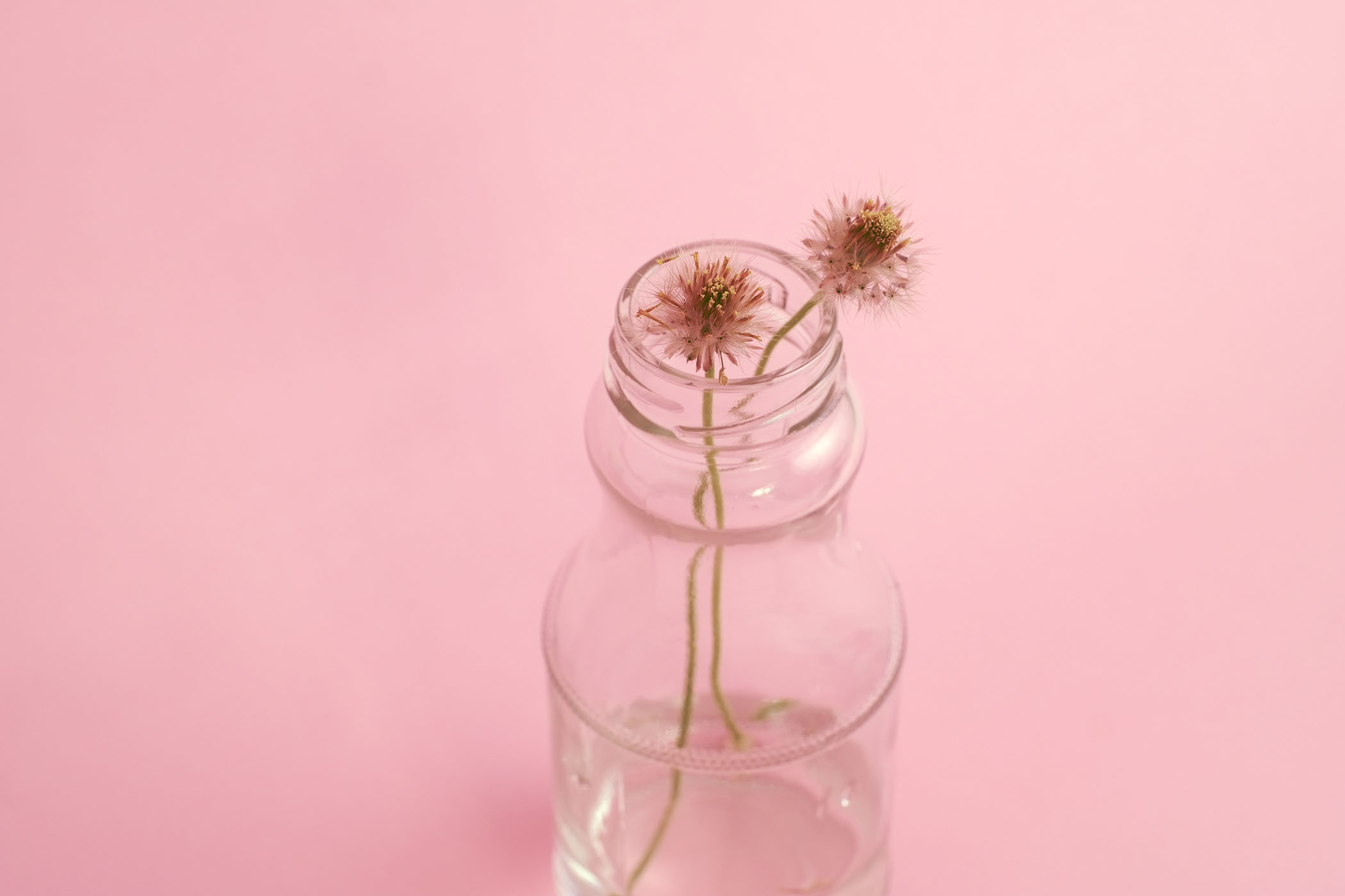 Close up of two pink flowers in a clear glass bottle on a pink background.